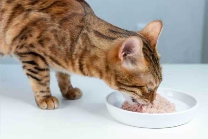 your cat's dietary needs