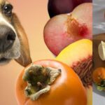 Can-Dogs-Eat-Persimmons