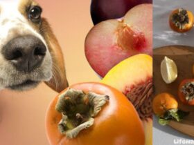 Can-Dogs-Eat-Persimmons