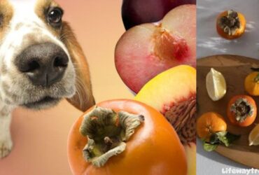 Can-Dogs-Eat-Persimmons