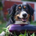 Can-dogs-eat-eggplant