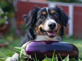 Can-dogs-eat-eggplant