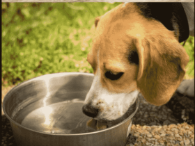 Coconut-Water-For-Dogs