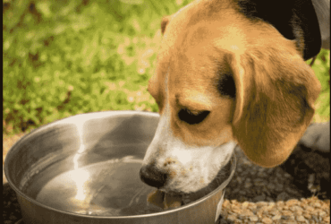 Coconut-Water-For-Dogs