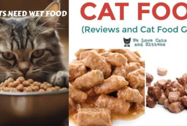 Do-Cats-Need-Wet-Foods.