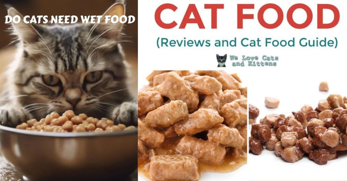 Do-Cats-Need-Wet-Foods.