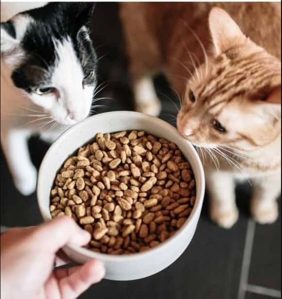 The case for dry cat food