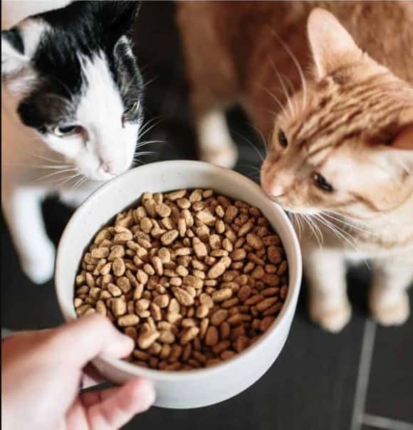 special kitty cat food