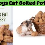 Can-Dogs-Eat-Boiled-Potatoes