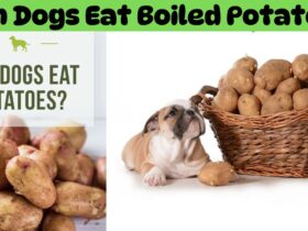 Can-Dogs-Eat-Boiled-Potatoes