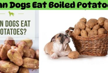 Can-Dogs-Eat-Boiled-Potatoes