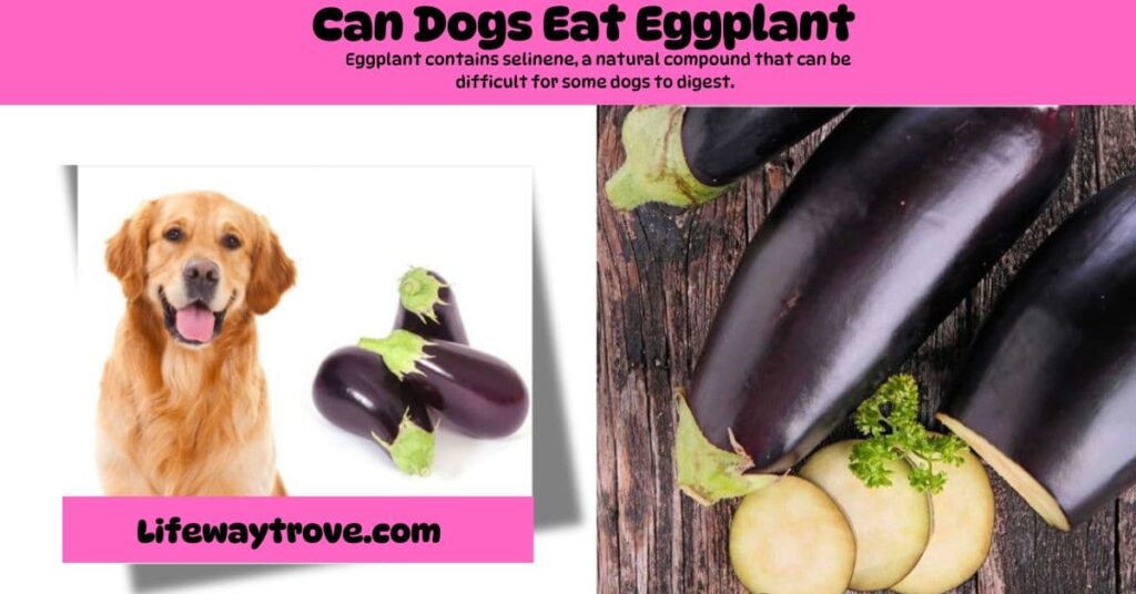 Can Dogs Eat Eggplant