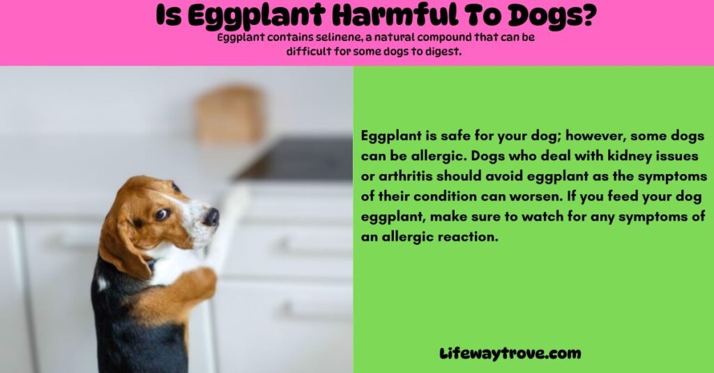 Is Eggplant Harmful To Dogs